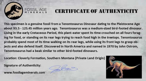 0.7" Tenontosaurus Fossil Bone Cloverly FM Cretaceous Dinosaur Montana COA Display - Fossil Age Minerals