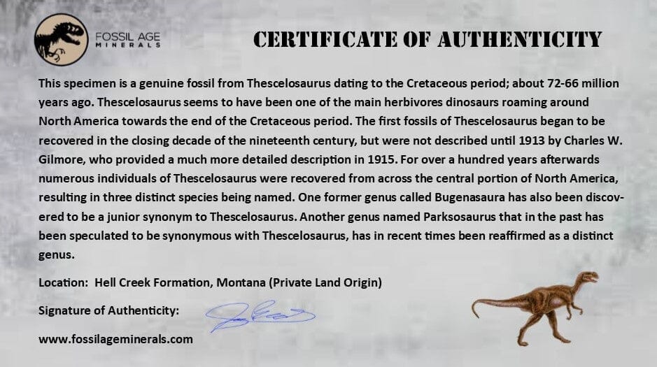 4.1" Thescelosaurus Fossil Tibia Bone Cretaceous Dinosaur Hell Creek MT COA Stand - Fossil Age Minerals
