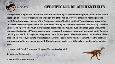4.1" Thescelosaurus Fossil Tibia Bone Cretaceous Dinosaur Hell Creek MT COA Stand - Fossil Age Minerals