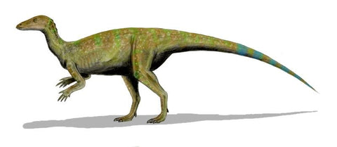 1" Thescelosaurus Fossil Vertebrae Bone Cretaceous Dinosaur Lance Creek WY COA - Fossil Age Minerals