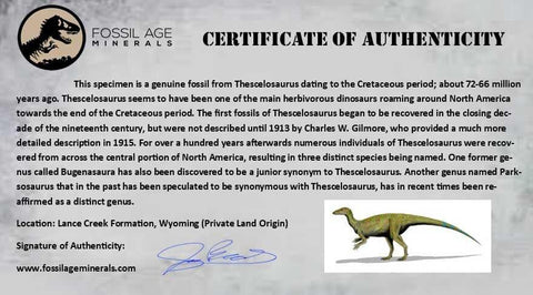 1" Thescelosaurus Fossil Toe Bone Cretaceous Dinosaur Lance Creek FM WY COA - Fossil Age Minerals