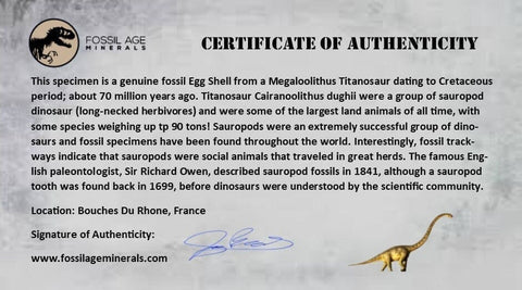 0.5" Megaloolithus Titanosaur Dinosaur Fossil Egg Shell Bouches Du Rhone France Display
