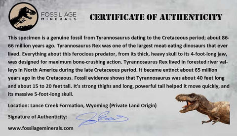 1.2" Tyrannosaurus Rex Dinosaur Fossil Tooth Tip Lance Creek FM WY COA - Fossil Age Minerals