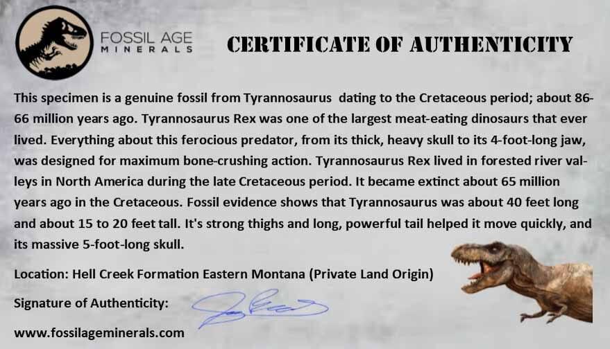 1.4" Tyrannosaurus Rex Fossil Bone Dinosaur Lance Creek Formation Wyoming COA - Fossil Age Minerals