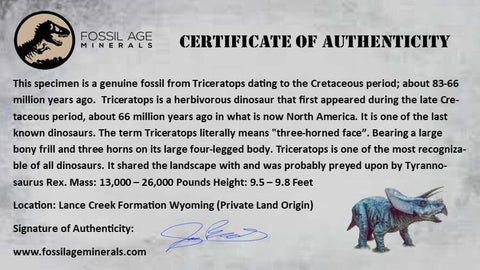 0.6" Triceratops Fossil Tooth Lance Creek Cretaceous Dinosaur Wyoming COA Display - Fossil Age Minerals