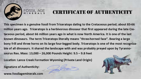 4.2" Triceratops Fossil Horn Bone Lance Creek FM Cretaceous Dinosaur Wyoming COA - Fossil Age Minerals