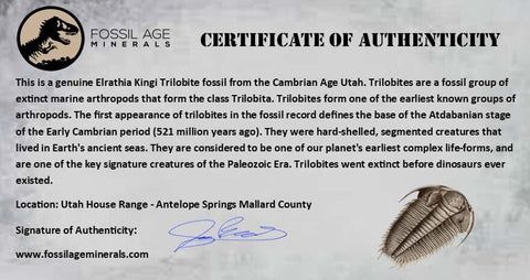 0.9" Elrathia Kingi Trilobite Fossil Utah Cambrian Age 521 Million Years Old COA - Fossil Age Minerals