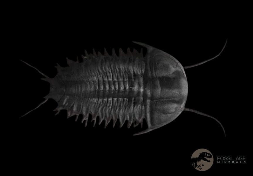 1.1" Elrathia Kingi Trilobite Fossil Utah Cambrian Age 521 Million Years Old COA - Fossil Age Minerals