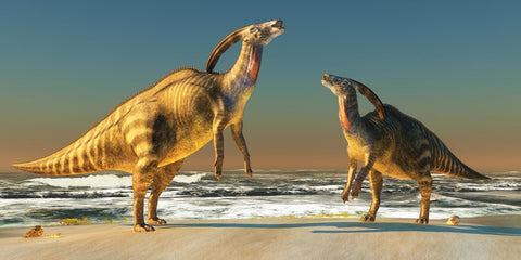 XL 0.8" Parasaurolophus Fossil Tooth Judith River Cretaceous Dinosaur MT COA Display - Fossil Age Minerals