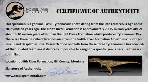 2.2" Tyrannosaur Dinosaur Serrated Fossil Tooth In Matrix Judith River FM Montana COA - Fossil Age Minerals