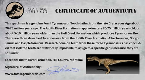 1.7" Tyrannosaur Serrated Fossil Tooth Cretaceous Dinosaur Judith River FM MT COA - Fossil Age Minerals