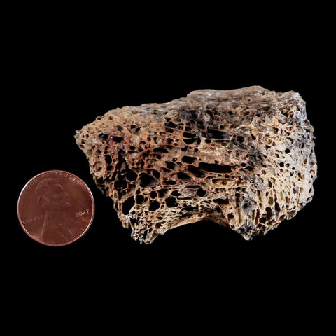 2.3" Tyrannosaurus Rex Fossil Bone Marrow Dinosaur Lance Creek FM Wyoming COA - Fossil Age Minerals