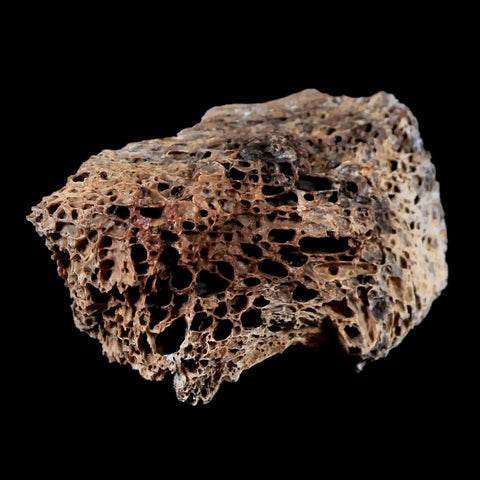 2.3" Tyrannosaurus Rex Fossil Bone Marrow Dinosaur Lance Creek FM Wyoming COA - Fossil Age Minerals