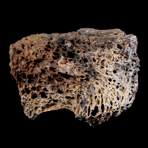 2.3" Tyrannosaurus Rex Fossil Bone Marrow Dinosaur Lance Creek FM Wyoming COA - Fossil Age Minerals