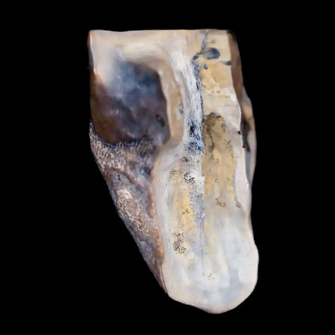 0.7" Centrosaurus Fossil Tooth Judith River FM Cretaceous Dinosaur COA, Display - Fossil Age Minerals