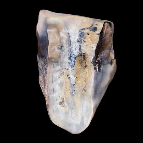 0.7" Centrosaurus Fossil Tooth Judith River FM Cretaceous Dinosaur COA, Display - Fossil Age Minerals