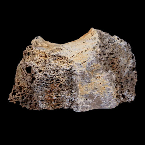 2.3" Tyrannosaurus Rex Fossil Bone Marrow Dinosaur Lance Creek FM Wyoming COA - Fossil Age Minerals