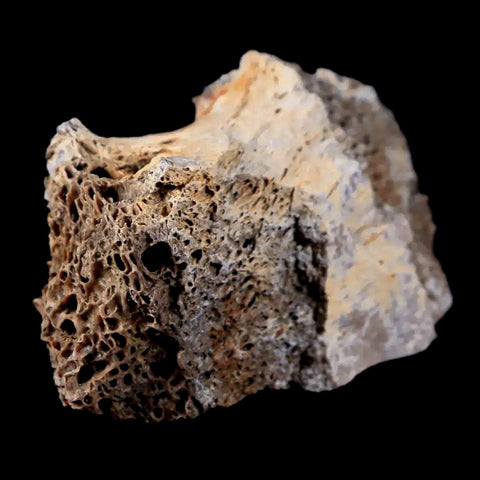 2.3" Tyrannosaurus Rex Fossil Bone Marrow Dinosaur Lance Creek FM Wyoming COA - Fossil Age Minerals