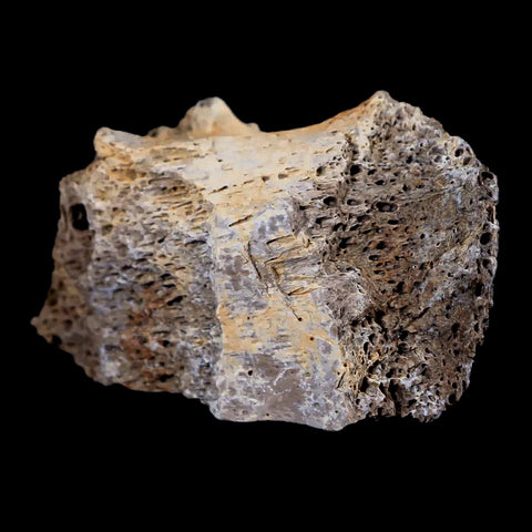 2.3" Tyrannosaurus Rex Fossil Bone Marrow Dinosaur Lance Creek FM Wyoming COA - Fossil Age Minerals