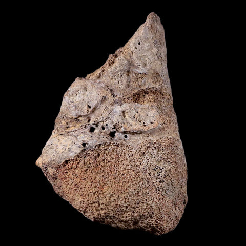 3.9" Chasmosaurus Fossil Skull Bone Judith River FM Cretaceous Dinosaur MT COA - Fossil Age Minerals
