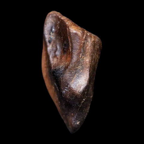 XL 0.9" Centrosaurus Fossil Tooth Judith River FM Cretaceous Dinosaur COA, Display - Fossil Age Minerals