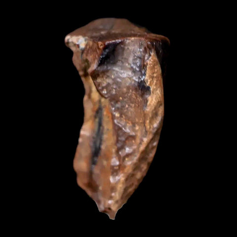 0.6" Centrosaurus Fossil Tooth Judith River FM Cretaceous Dinosaur COA, Display - Fossil Age Minerals