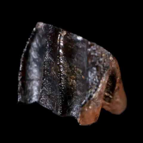 0.4" Rare Medusaceratops Fossil Tooth Judith River FM Cretaceous Dinosaur MT - Fossil Age Minerals