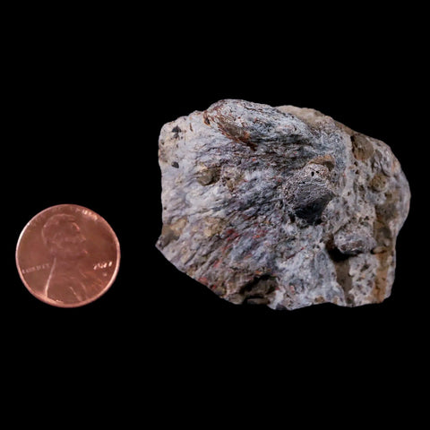 1.8" Stegosaurus Fossil Bone Morrison Formation Wyoming Jurassic Age Dinosaur COA - Fossil Age Minerals