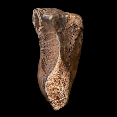 0.7" Centrosaurus Fossil Tooth Judith River FM Cretaceous Dinosaur COA, Display - Fossil Age Minerals