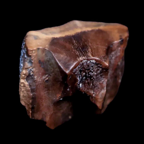 0.6" Centrosaurus Fossil Tooth Judith River FM Cretaceous Dinosaur COA, Display - Fossil Age Minerals