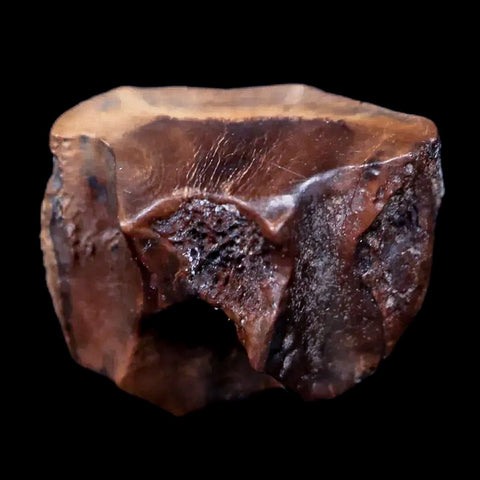 0.6" Centrosaurus Fossil Tooth Judith River FM Cretaceous Dinosaur COA, Display - Fossil Age Minerals