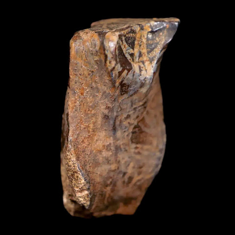0.7" Centrosaurus Fossil Tooth Judith River FM Cretaceous Dinosaur COA, Display - Fossil Age Minerals