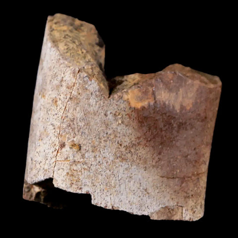1.4" Tyrannosaurus Rex Fossil Limb Bone Dinosaur Lance Creek FM Wyoming COA - Fossil Age Minerals