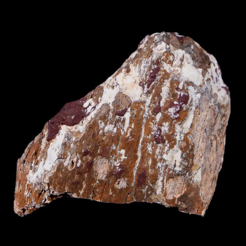 2" Stegosaurus Fossil Bone Morrison Formation Wyoming Jurassic Age Dinosaur COA - Fossil Age Minerals