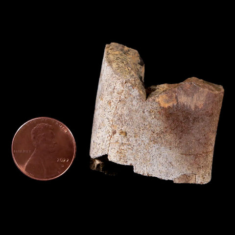 1.4" Tyrannosaurus Rex Fossil Limb Bone Dinosaur Lance Creek FM Wyoming COA - Fossil Age Minerals