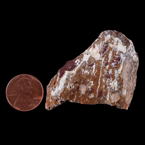 2" Stegosaurus Fossil Bone Morrison Formation Wyoming Jurassic Age Dinosaur COA - Fossil Age Minerals
