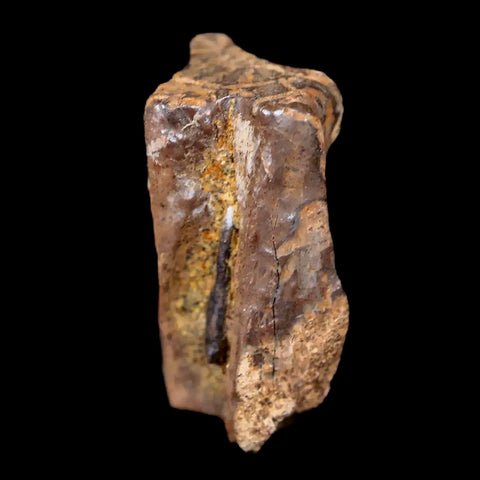 0.7" Centrosaurus Fossil Tooth Judith River FM Cretaceous Dinosaur COA, Display - Fossil Age Minerals