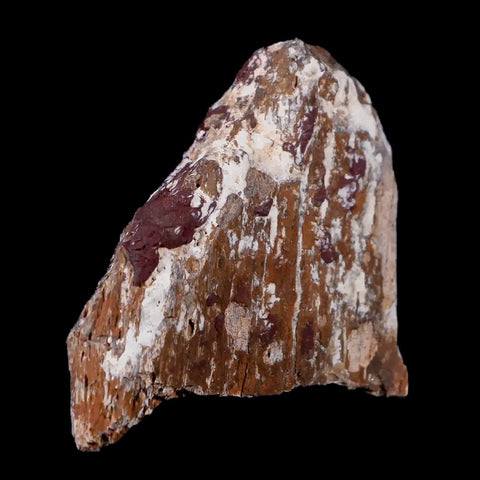 2" Stegosaurus Fossil Bone Morrison Formation Wyoming Jurassic Age Dinosaur COA - Fossil Age Minerals