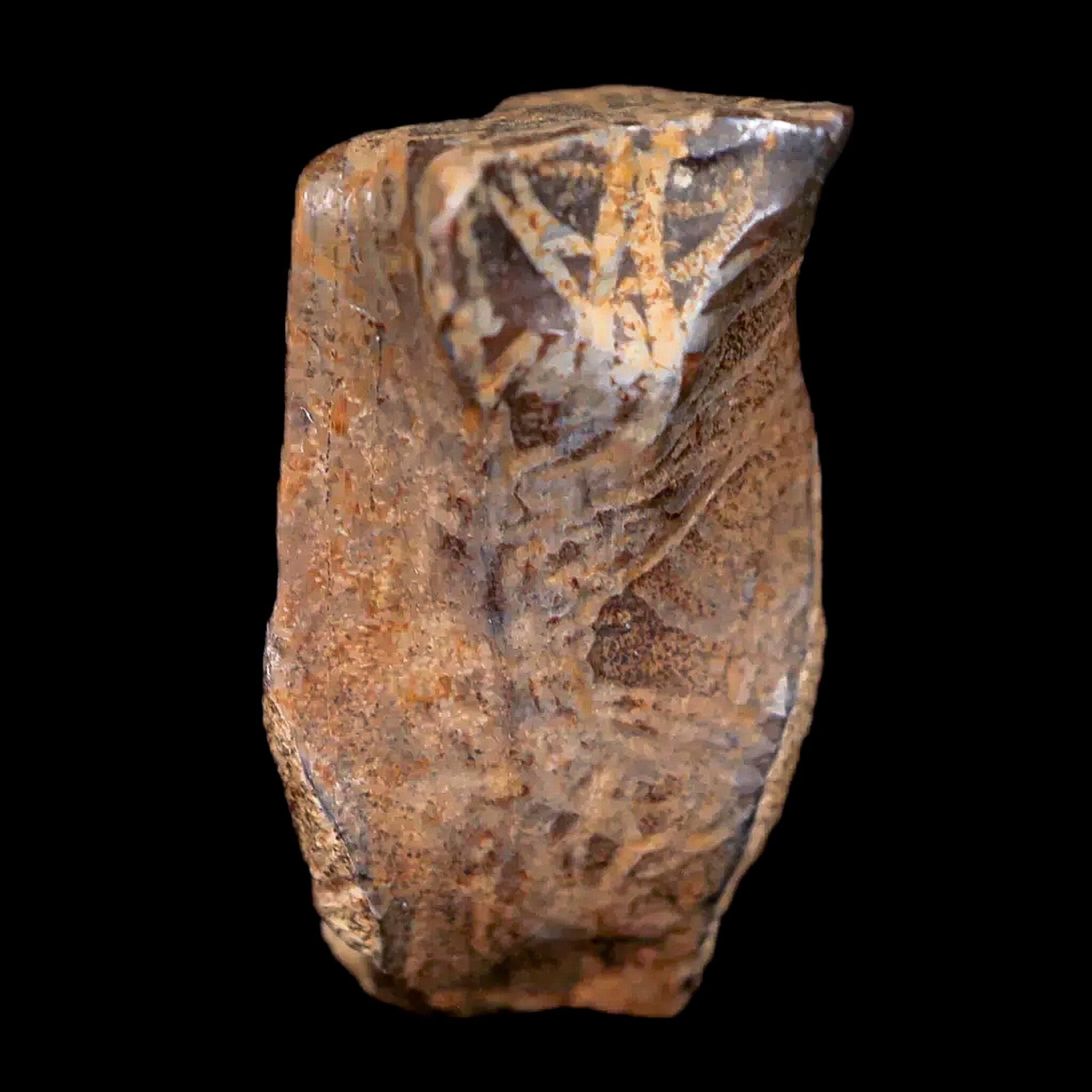 0.7" Centrosaurus Fossil Tooth Judith River FM Cretaceous Dinosaur COA, Display - Fossil Age Minerals