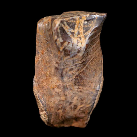 0.7" Centrosaurus Fossil Tooth Judith River FM Cretaceous Dinosaur COA, Display