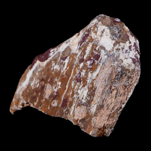 2" Stegosaurus Fossil Bone Morrison Formation Wyoming Jurassic Age Dinosaur COA - Fossil Age Minerals