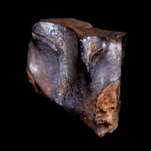 0.5" Centrosaurus Fossil Tooth Judith River FM Cretaceous Dinosaur COA, Display - Fossil Age Minerals
