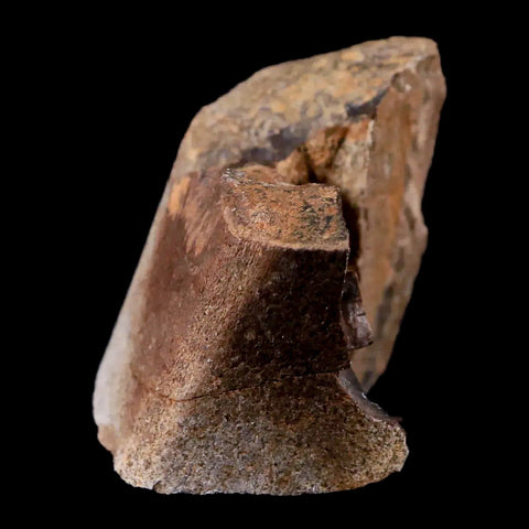 1.4" Tyrannosaurus Rex Fossil Limb Bone Dinosaur Lance Creek FM Wyoming COA - Fossil Age Minerals