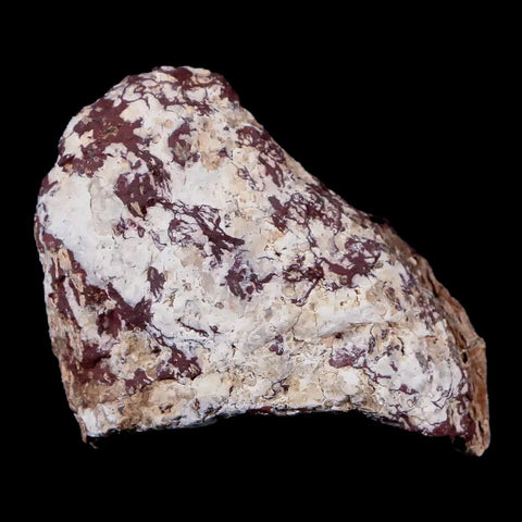 2" Stegosaurus Fossil Bone Morrison Formation Wyoming Jurassic Age Dinosaur COA - Fossil Age Minerals