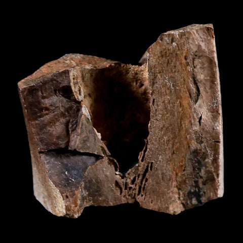 1.4" Tyrannosaurus Rex Fossil Limb Bone Dinosaur Lance Creek FM Wyoming COA - Fossil Age Minerals