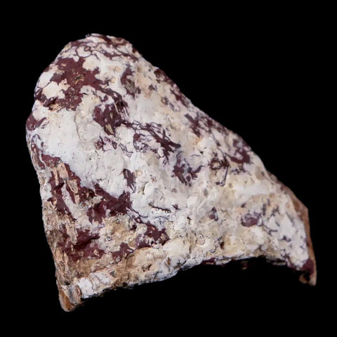 2" Stegosaurus Fossil Bone Morrison Formation Wyoming Jurassic Age Dinosaur COA - Fossil Age Minerals