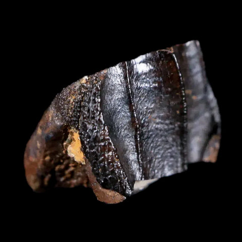 0.4" Rare Medusaceratops Fossil Tooth Judith River FM Cretaceous Dinosaur MT - Fossil Age Minerals