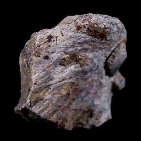 1.8" Stegosaurus Fossil Bone Morrison Formation Wyoming Jurassic Age Dinosaur COA - Fossil Age Minerals