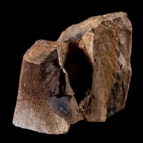 1.4" Tyrannosaurus Rex Fossil Limb Bone Dinosaur Lance Creek FM Wyoming COA - Fossil Age Minerals
