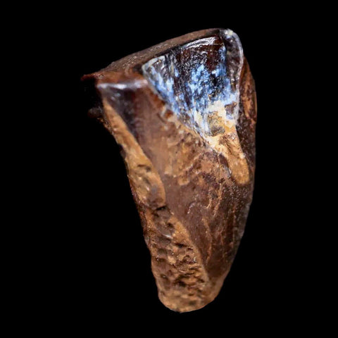 0.6" Centrosaurus Fossil Tooth Judith River FM Cretaceous Dinosaur COA, Display - Fossil Age Minerals